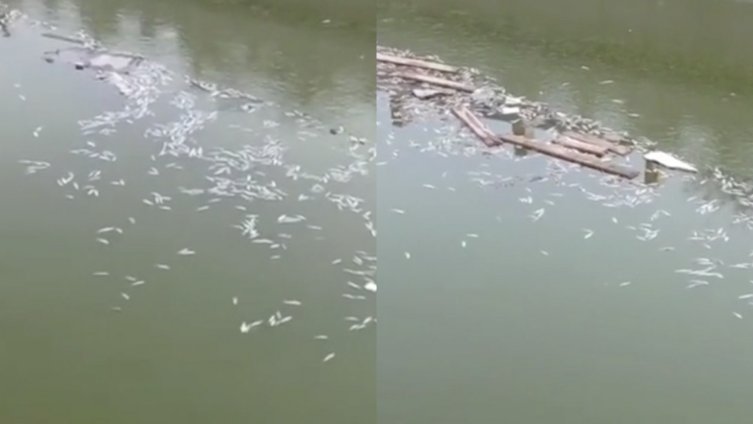 【北京一河道解冻后漂浮大量死鱼,清洁工:或因水浅被冻死】2月16日,北京。京哈高速垡头桥附